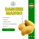 Multani DASHERI Mango-Export Quality
