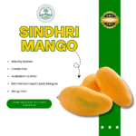 sindhri Mango-Export Quality