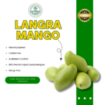 Langra Mango-Export Quality