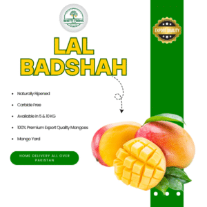 Lal Badshah Mango-Export Quality