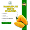 Nawabpuri white chaunsa-Export Quality