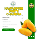 Nawabpuri white chaunsa-Export Quality